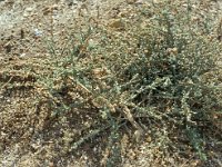 Atriplex glauca 11, Saxifraga-Piet Zomerdijk